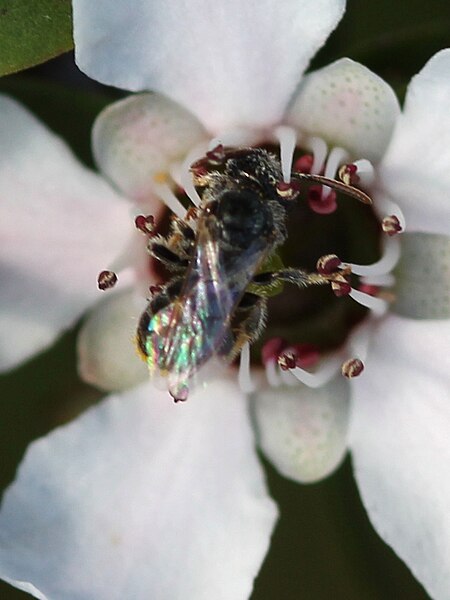 File:Manuka flowers and native bee (Leioproctus sp).jpg