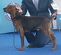 Maremma Hound, Short-haired, brindle with saddle