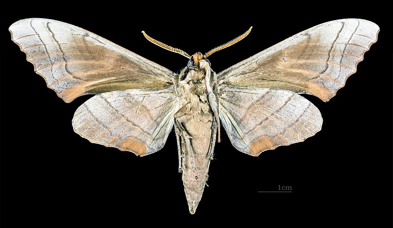 File:Marumba sperchius MHNT CUT 2010 0 120 Gifu Japan Male ventral.jpg