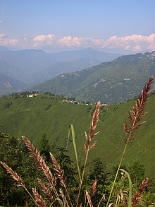 Marybong Tea Estate Marybong-tea-estate-cpyrt-thunderbolt-tea.jpg