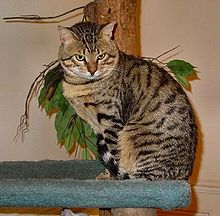 egyptian mau house cats