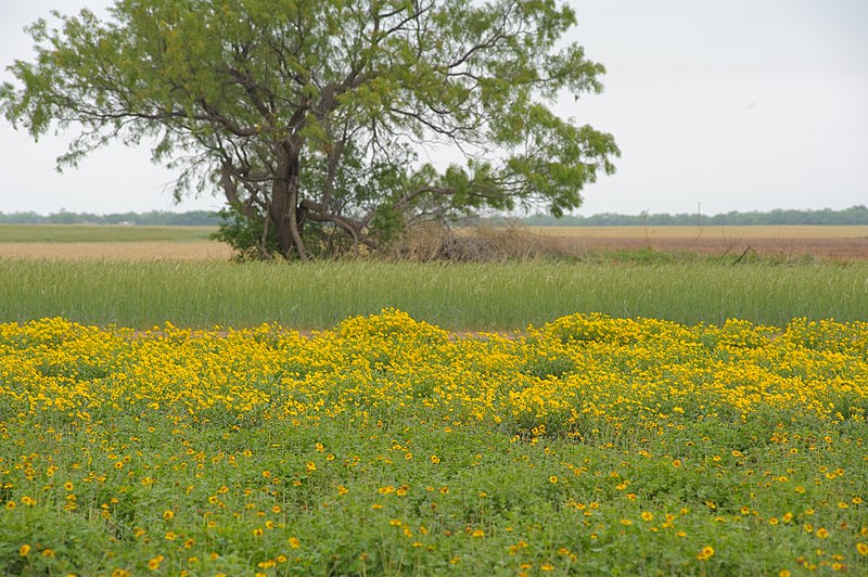 File:Maximilian sunflowers ablaze with yellow beauty in a seed plot at NRCS PMC. (24992803612).jpg