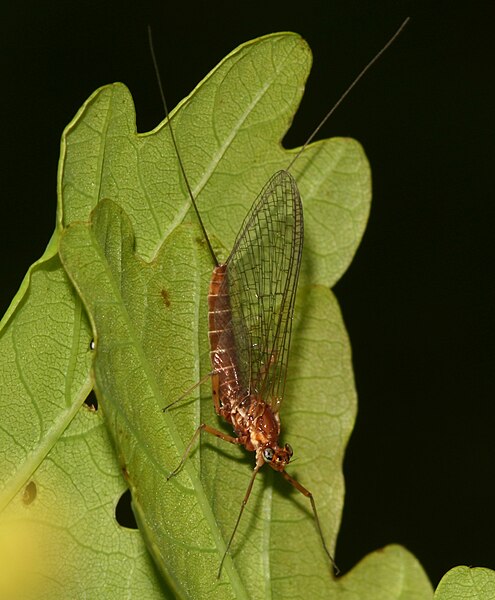 File:Mayfly sp. - Flickr - S. Rae (1).jpg