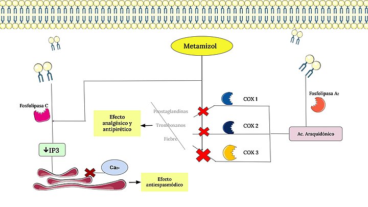 Figura 2: Mecanismo de acción del Metamizol / Dipirona. COX 1/2/3; Enzimas Ciclooxigenasas 1/2/3, IP3; Inositol trifosfato, Ca+2; Calcio intracelular, Ac. araquidónico; Ácido araquidónico. Fosfolipasa C y Fosfolipasa A2; Enzimas.