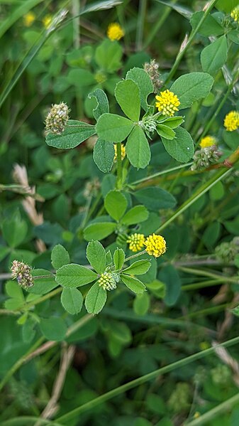 File:Medicago lupulina 212837482.jpg