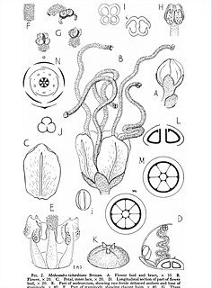 <i>Medusandra</i> Genus of flowering plants