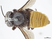 Megachile hilli.jpg 