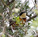 aves De Argentina