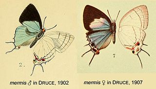 <i>Iolaus mermis</i> Species of butterfly