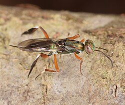 Metapelma spectabile ♀ (48594637727).jpg