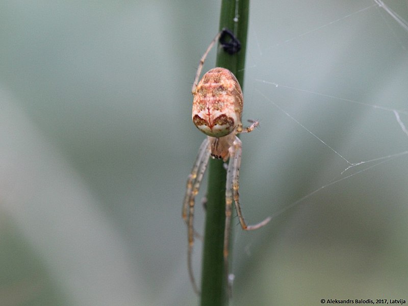 File:Metellina segmentata 04.JPG