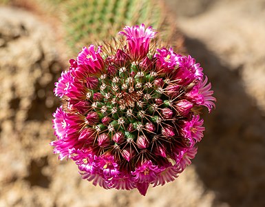 Flowering Mexican pincushion