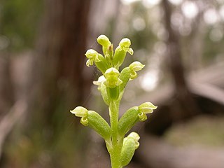 <i>Microtis parviflora</i> Species of orchid