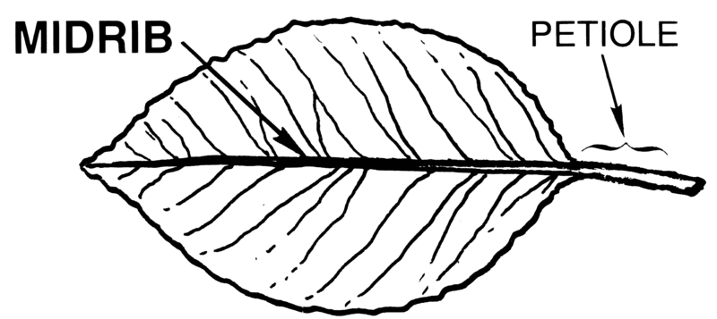 File:Midrib (PSF).png