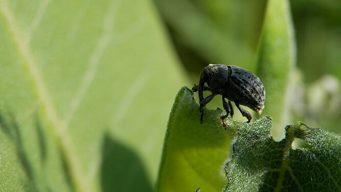 Beetle (Coleoptera)