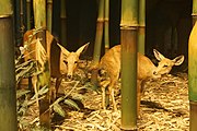 Salt Lick in the Bamboo Forest, bushbuck