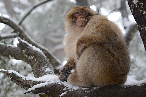 Barbary macaque in Azrou by Kamil-laghjichi