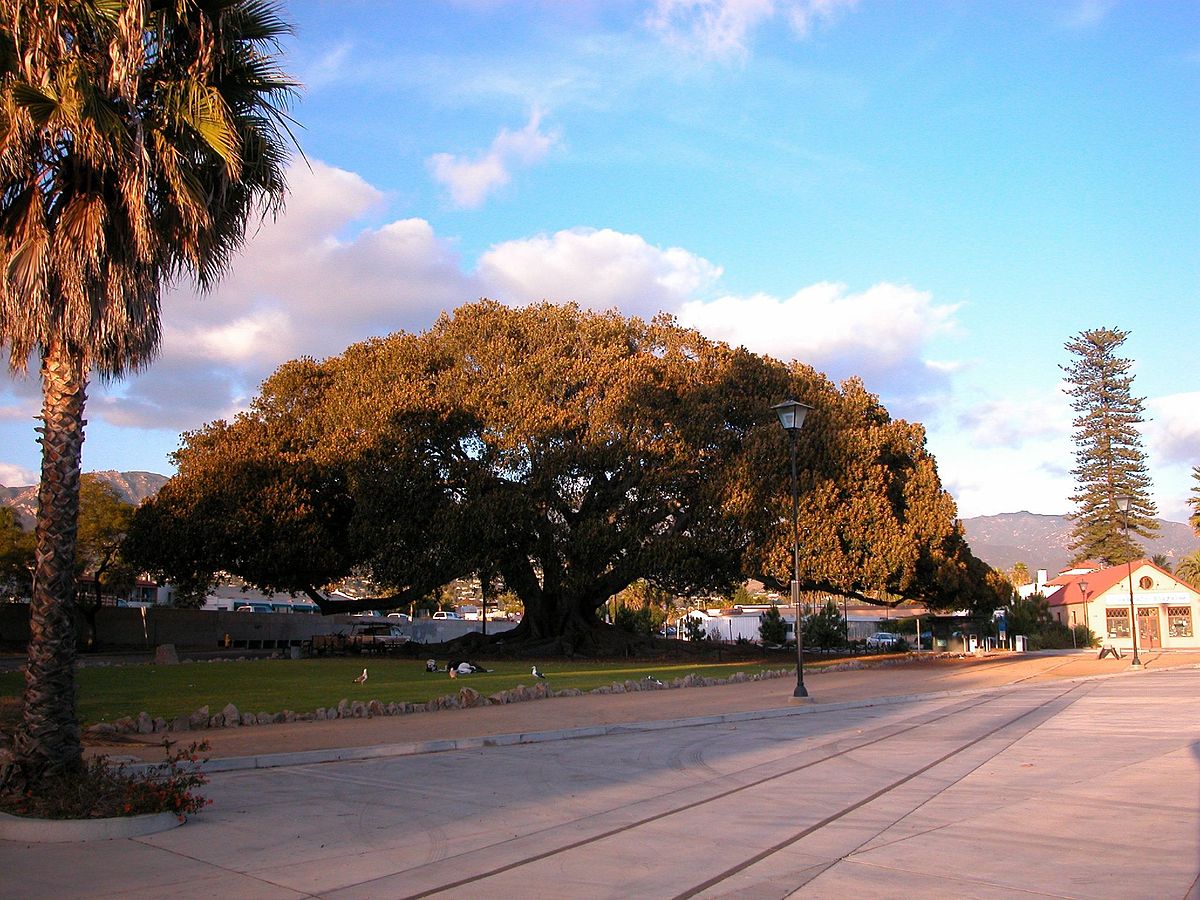 Moreton Bay Fig Tree (Santa California) - Wikipedia