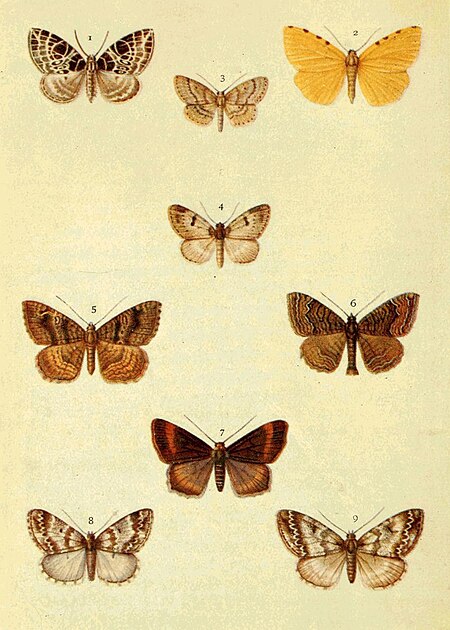 Tập_tin:Moths_of_the_British_Isles_Series2_Plate061.jpg