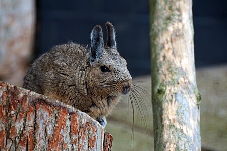 Lagidium wolffsohni