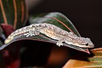 Lepidodactylus lugubris Mourning Gecko 2021.jpg