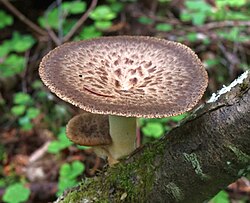 Mugultorik Polyporus tuberaster