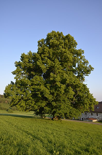 File:Munterlinde Schenkenfelden.JPG