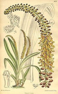 <i>Mycaranthes</i> Genus of orchids