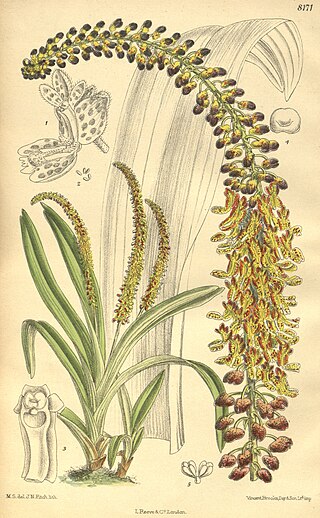 <i>Mycaranthes</i> Genus of orchids