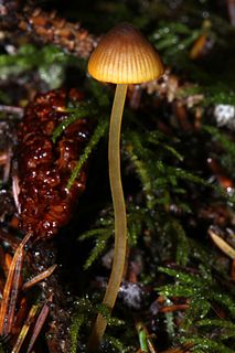 <i>Mycena aurantiomarginata</i> Species of fungus in the family Mycenaceae common in Europe and North America