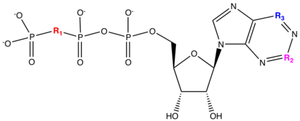 SAR for cangrelor and ticagrelor, group R1, R2 and R3 are different. Mynd 14.png