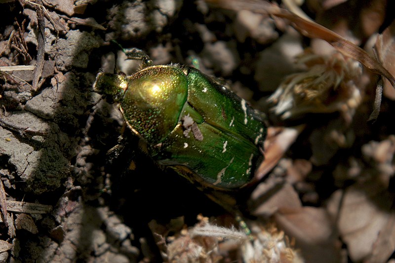 File:NSG HA 077 Schiefer Holzer Berg - Rosenkäfer (3).jpg