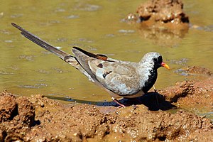 Cape pigeon (Oena capensis), male