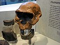 Los homínidos de Dmanisi coexistienron con H. ergaster en África y H. erectus en Euroasia. En la foto se muestra el cráneo 2 (D 2282), la mandíbula (D 211) y algunas herramientas de piedra encontrados en el yacimiento.
