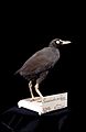 Naturalis Biodiversity Center - RMNH.AVES.110060 - Gallinula pacifica - Rallidae - bird skin specimen.jpeg