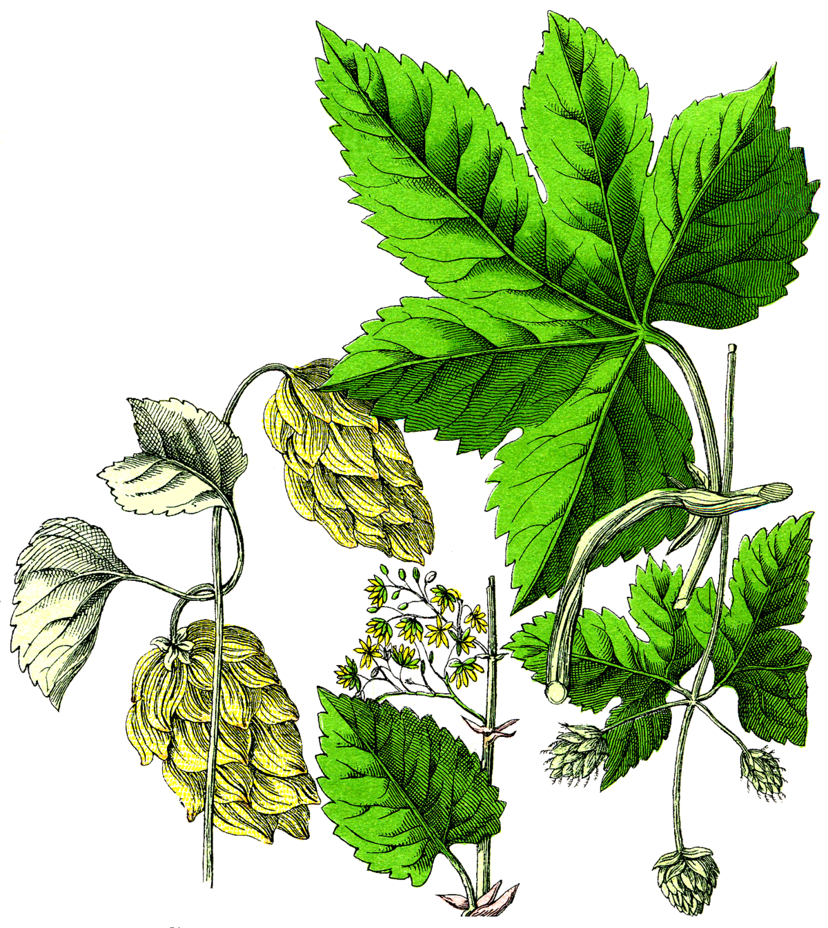 Humulus lupulus. Хмель обыкновенный (Humulus lupulus). Хмель обыкновенный   Húmulus lúpulus. Хмель Фармакогнозия. Гербарий соплодия хмеля.