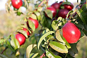 Nectarines early morning.jpg