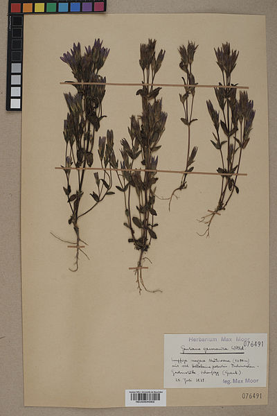 File:Neuchâtel Herbarium - Gentiana germanica - NEU000040902.jpg