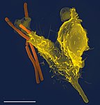 Neutrophil engulfing anthrax bacteria.