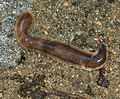Thumbnail for New Zealand flatworm