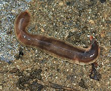 New Zealand flatworm 4.jpg