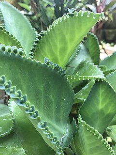 <i>Kalanchoe <span style="font-style:normal;">×</span> laetivirens</i> Species of succulent