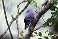 Nilgiri Wood pigeon.jpg