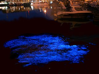 Биолюминесценция ночесветки (Noctiluca scintillans) в порту Зебрюгге, Бельгия