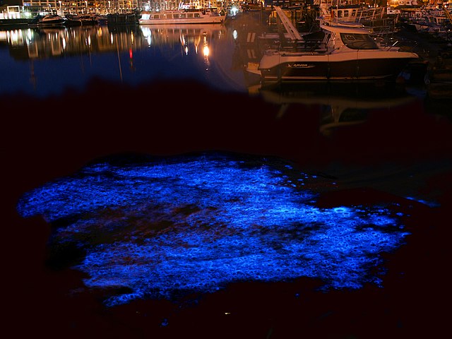 Photographie de nuit montrant une luminescence bleue dans la mer.