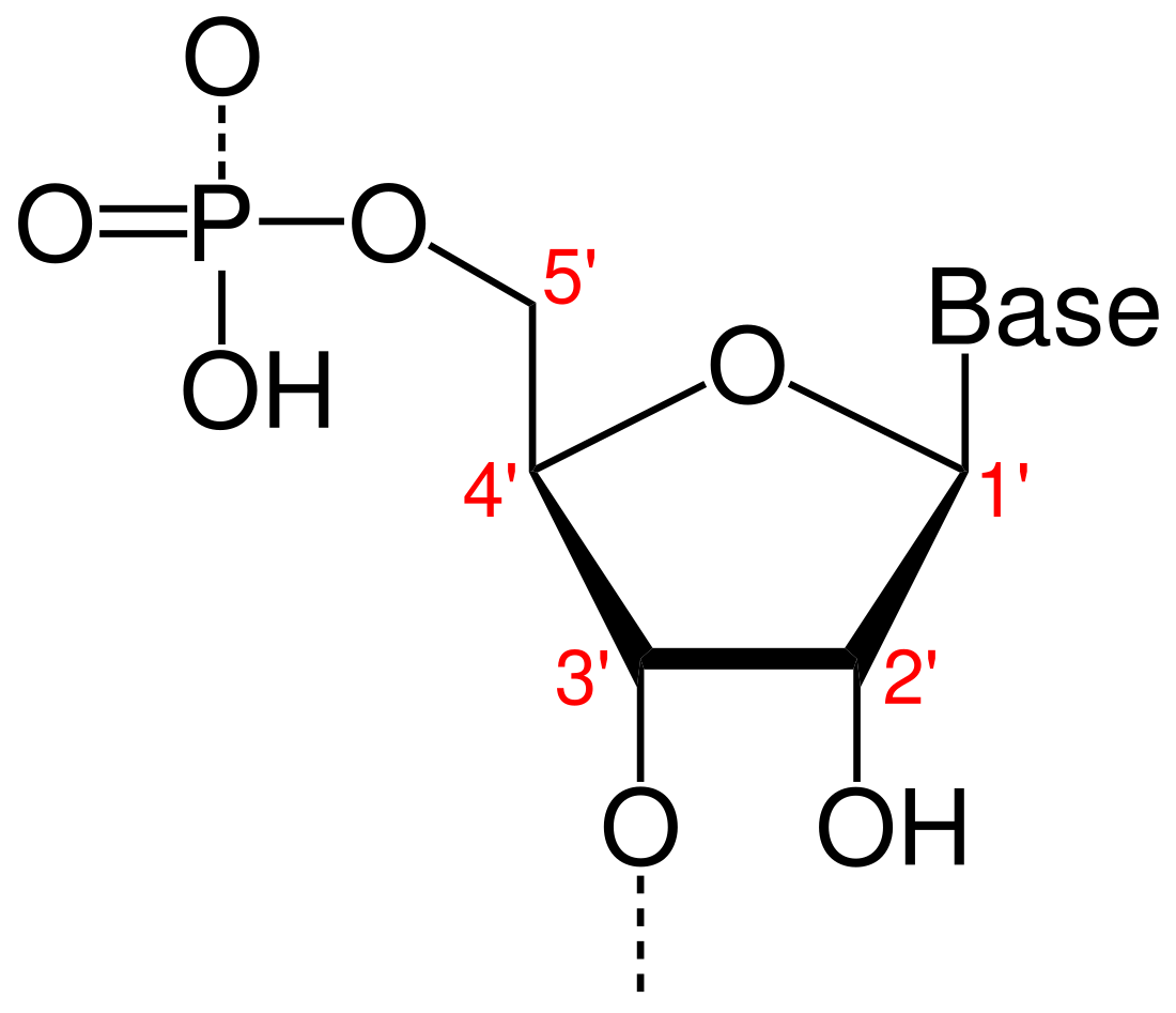 方向性 (分子生物学)