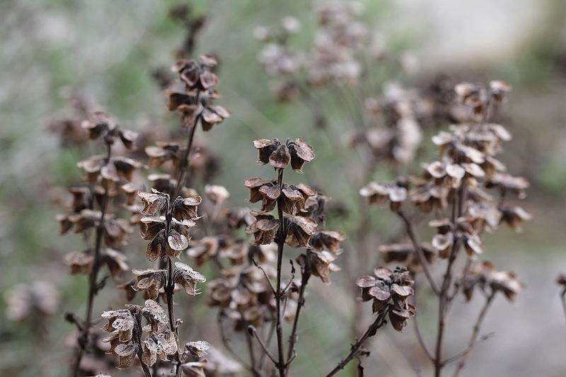 File:Ocimum basilicum desiccated 5145~2016 01 03.JPG