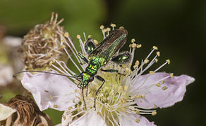 Oedemera (Oedemera) nobilis