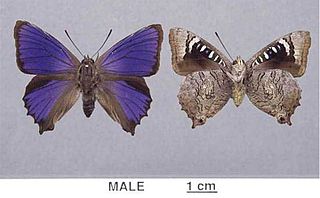 <i>Ogyris</i> Butterfly genus in family Lycaenidae