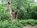 Large oak tree in Scadbury Park.